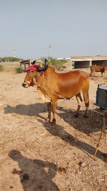 બળદ વેચવાનો છે