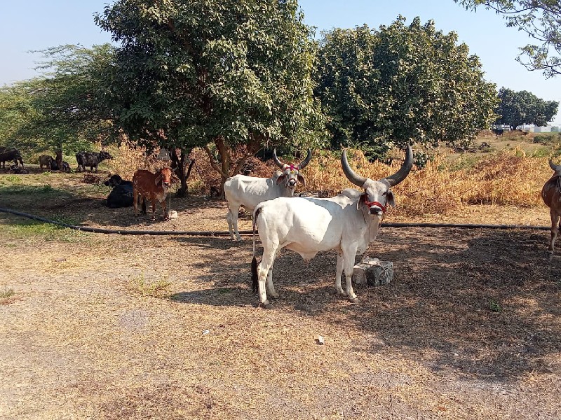 બળદ વેચવાના છે