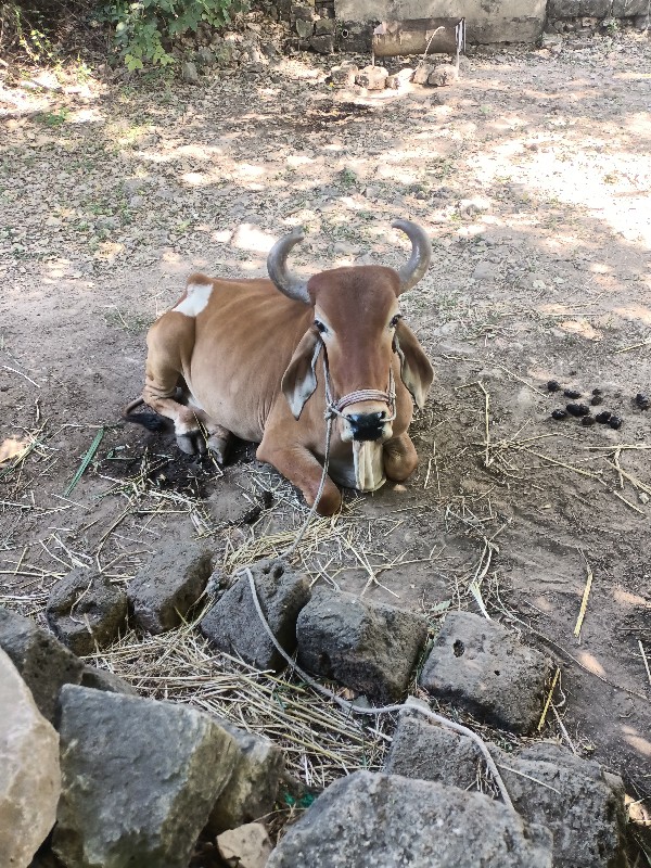 બળદ વેચવાનો છે