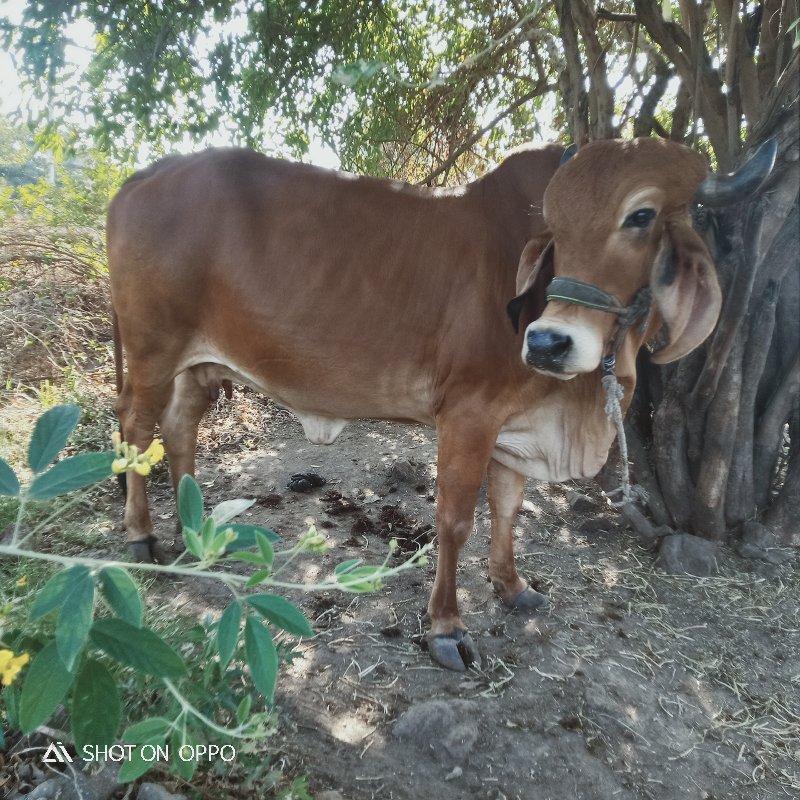 ગાય 🐮