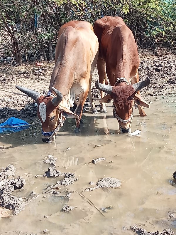 ગોઢલા વેચવાના છ...