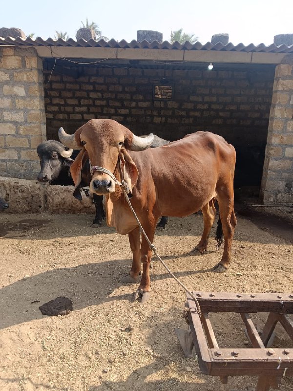 ગાય વેચવાની છે.