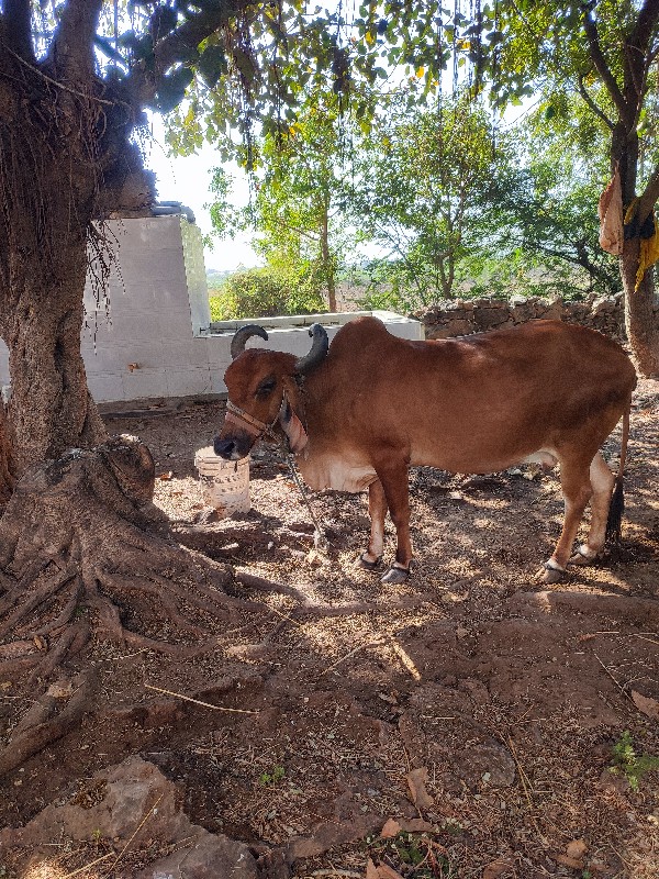 વાળા મનુ ભાઇ