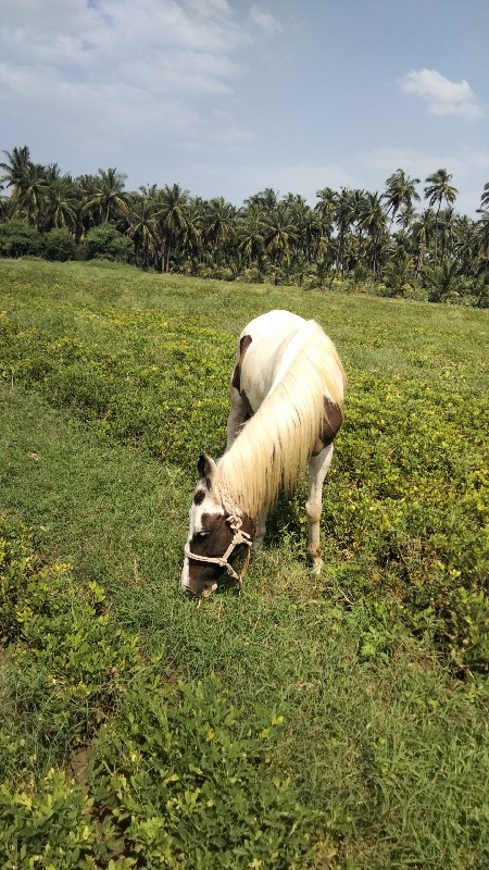 ઘોડી વેચવાની છે