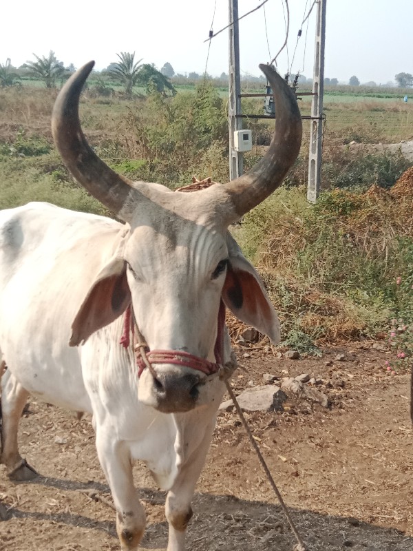 બળદ વેંચવાનો છે...