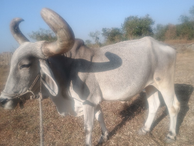 બળદ વેચવાના