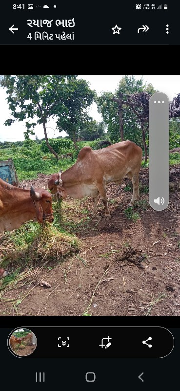 ગોઢલા