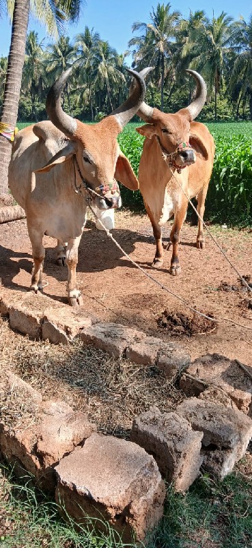 બળદ વેચવાનાછે