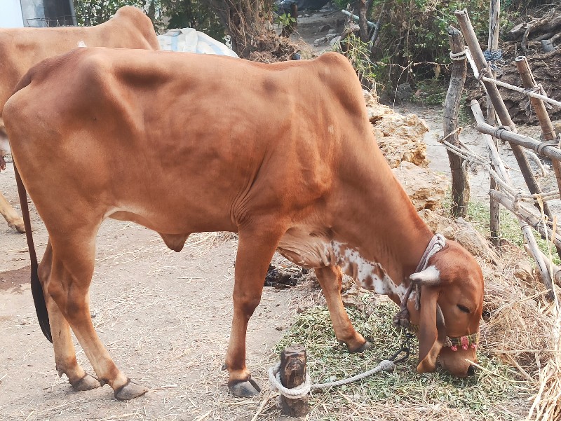 હોડકીવેચવાની છે