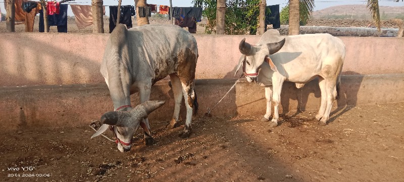 ગોધલા વેચવાના છ...