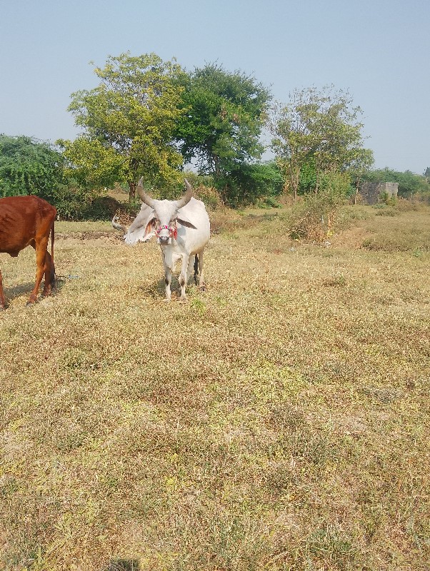 ગોદલો