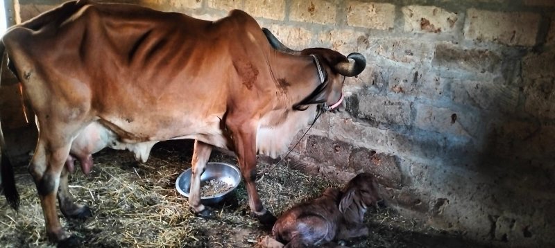 ગાય વેચવાની છે