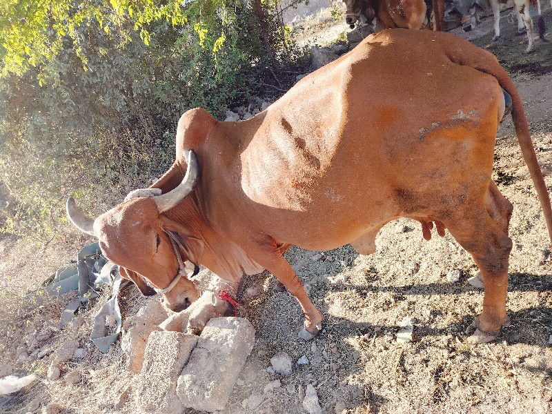 ગાય વેચવાની છે