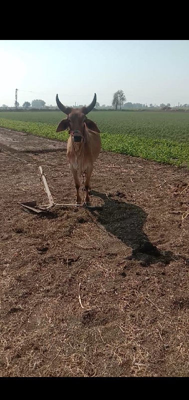 બળદ વેચવાનો છે