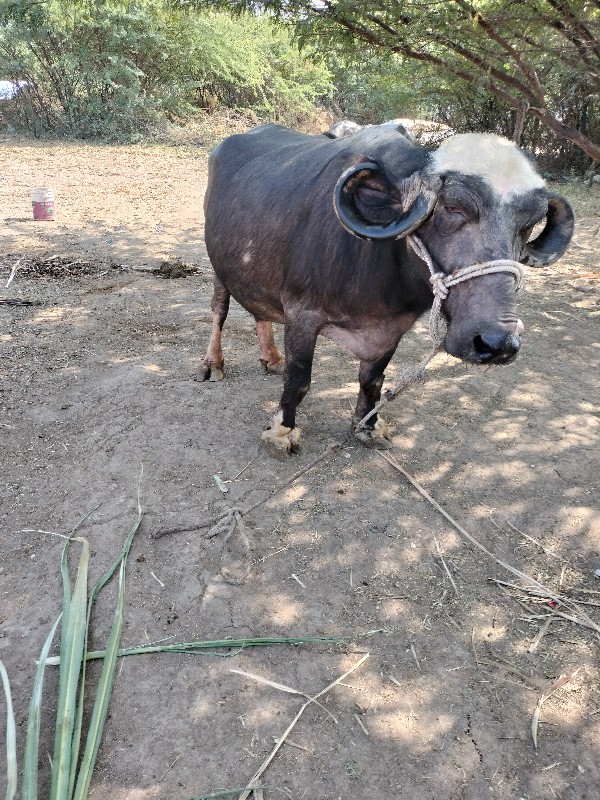 ભેંસ વેચવાની છે