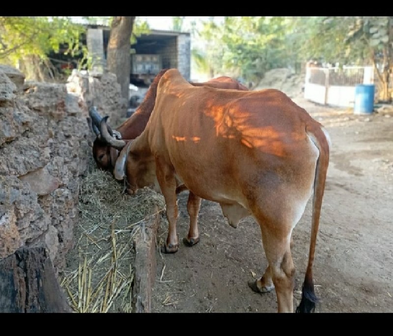 બળદ વેચવાના છે.