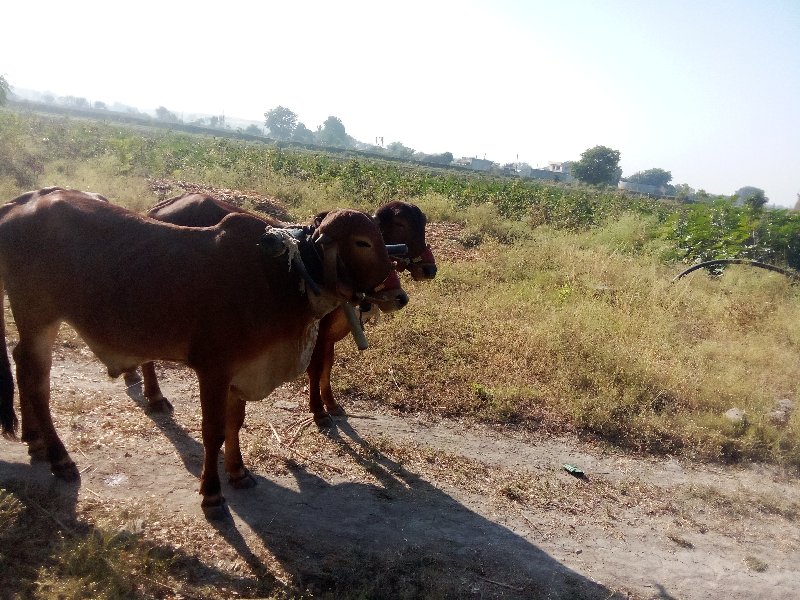 ગોંઢલા વેચવાના...