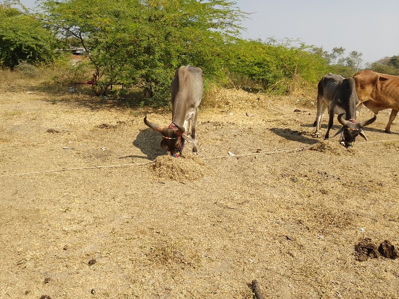 ડેડરવા ગામ