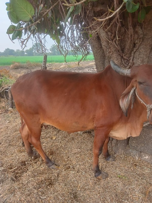 ગાય વેચવાની છે