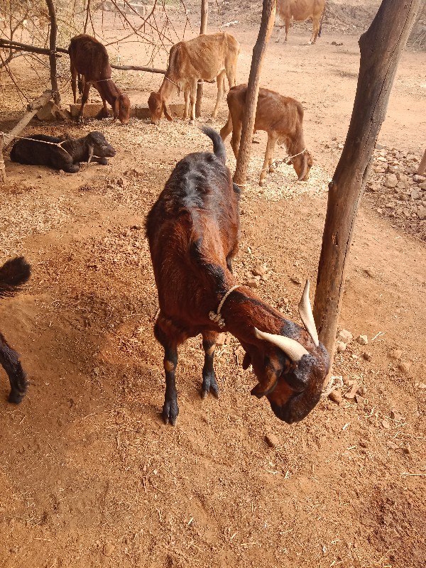 બકરીવેશવાનો છે