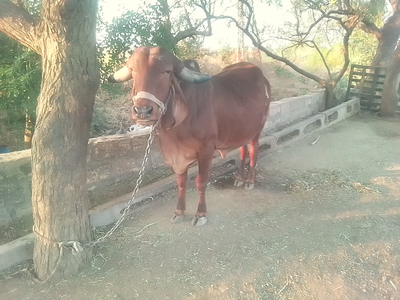 પેલું વેધર ગીર...