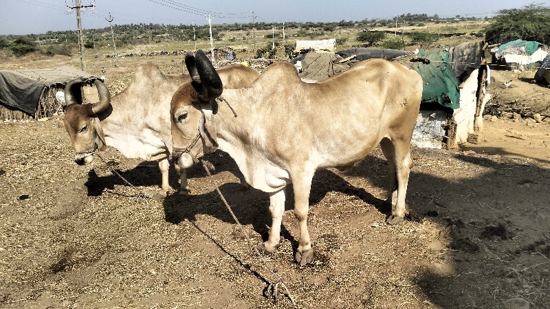 ગીર ખોરાસા