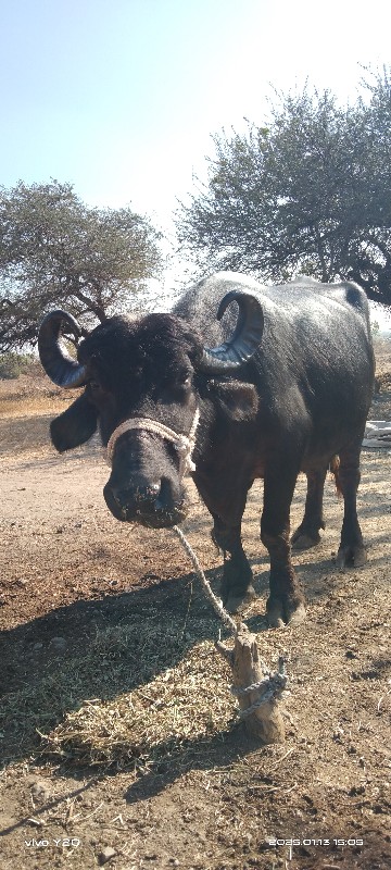 ત્રીજુ વેતર વિય...