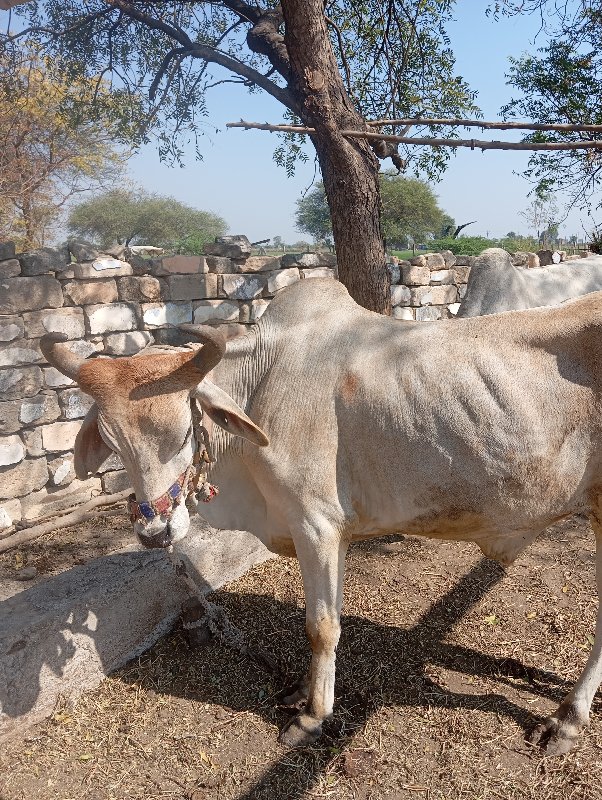 બળદ ઞોધલા