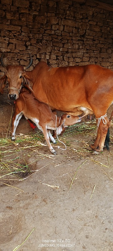 ગાય વેચવાની છે