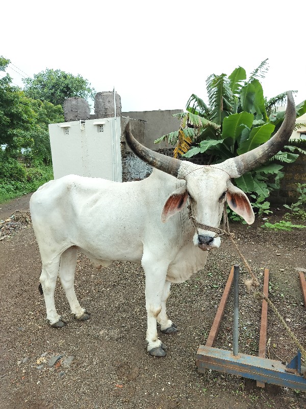 આ બળદ વેચવાનો‌...