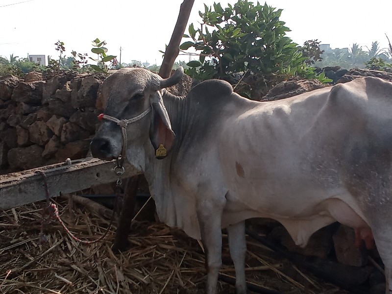 બે ગાયું વેચવાન...