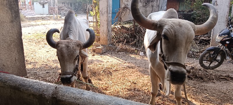 બળધુ