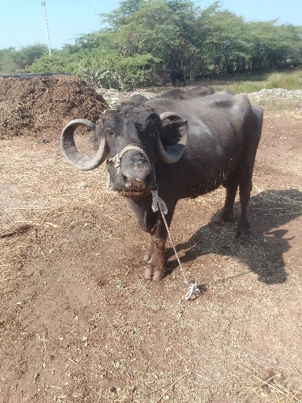 ભેંસ વેચવાની છે