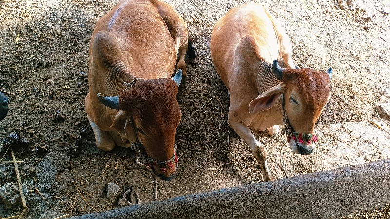 ગોઢલા વેચવાના છ...