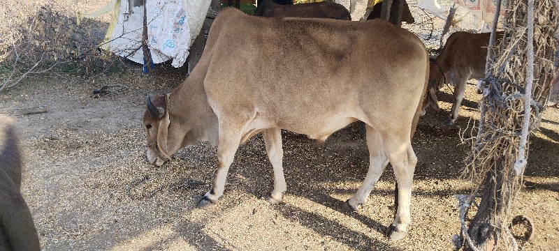 ગોધલો વેચવાનો છ...