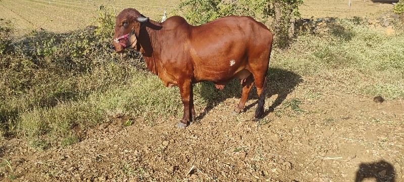 ગાય વેચવાની છે