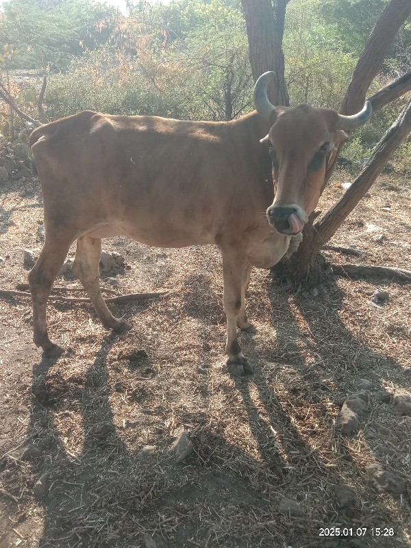 ગાય વેસવાની છે