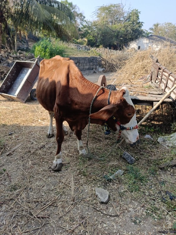 ગાય વેચવાની છે