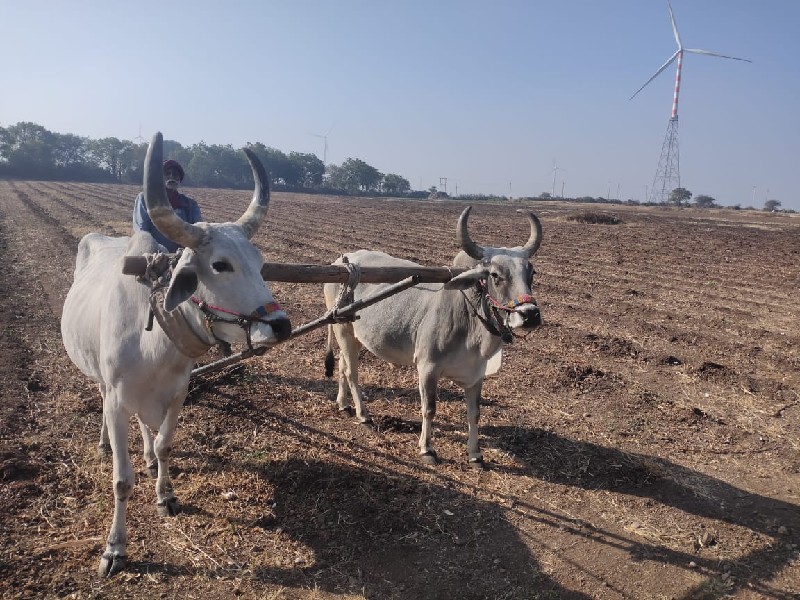 બળદ સોજા