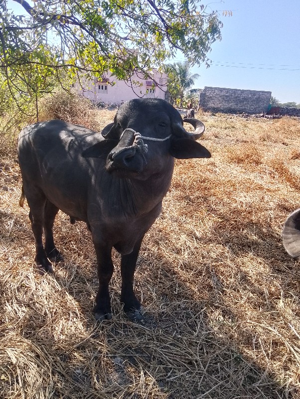 પાડોવેશવાનોછે