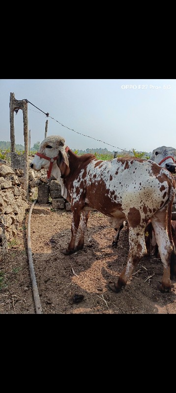 નંદી માટે વાછડો...