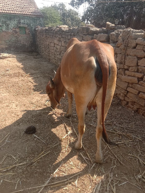 ગાય