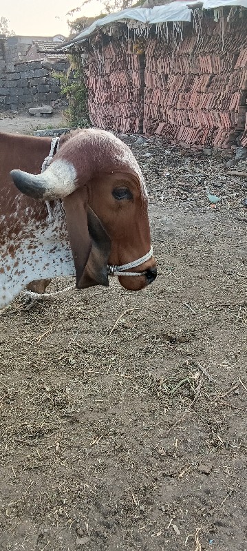 બરદ વેચવા નો છે