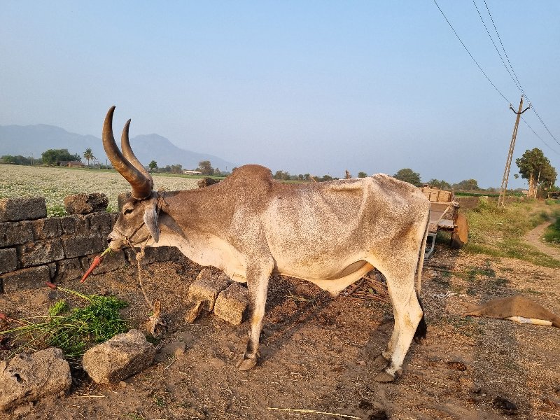 જમાનીયાર બળદ