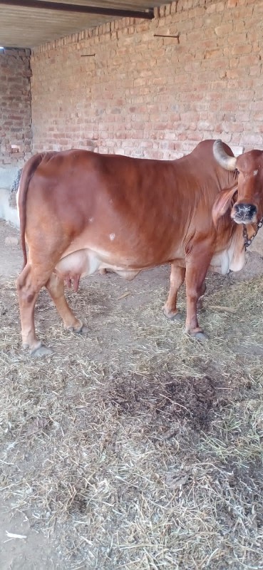 cow