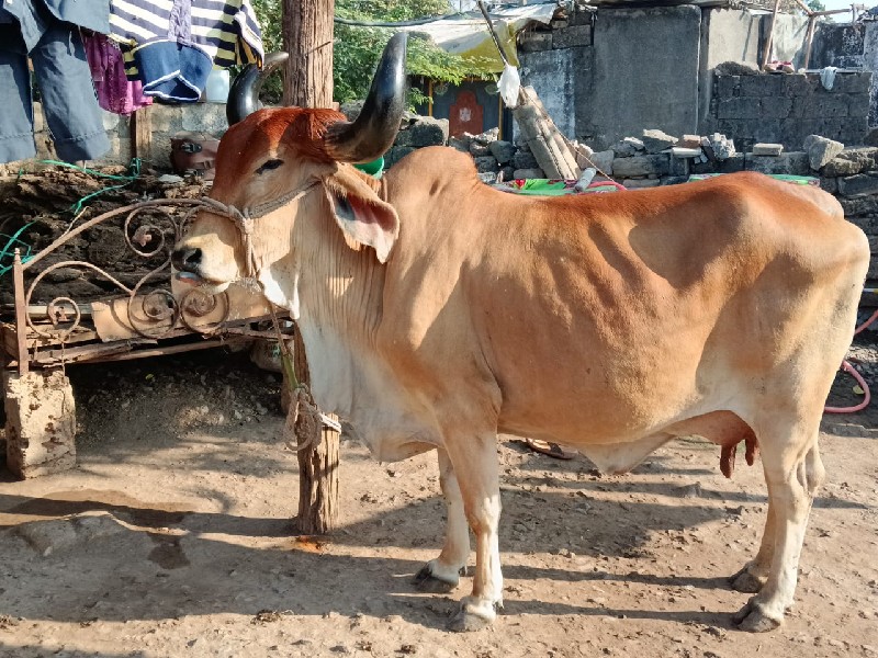 ગાયવેશવાનીછે