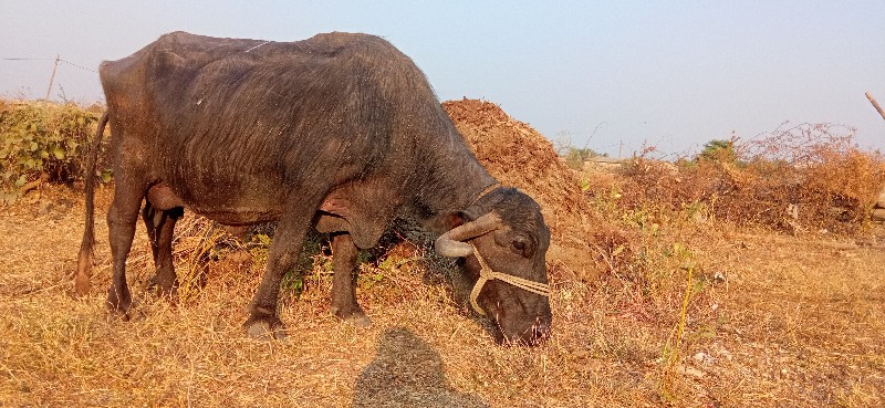 ભૅશ વૅશવાની છૅ...