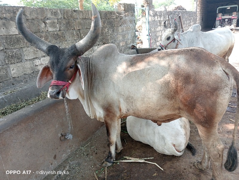 વેચવાનો