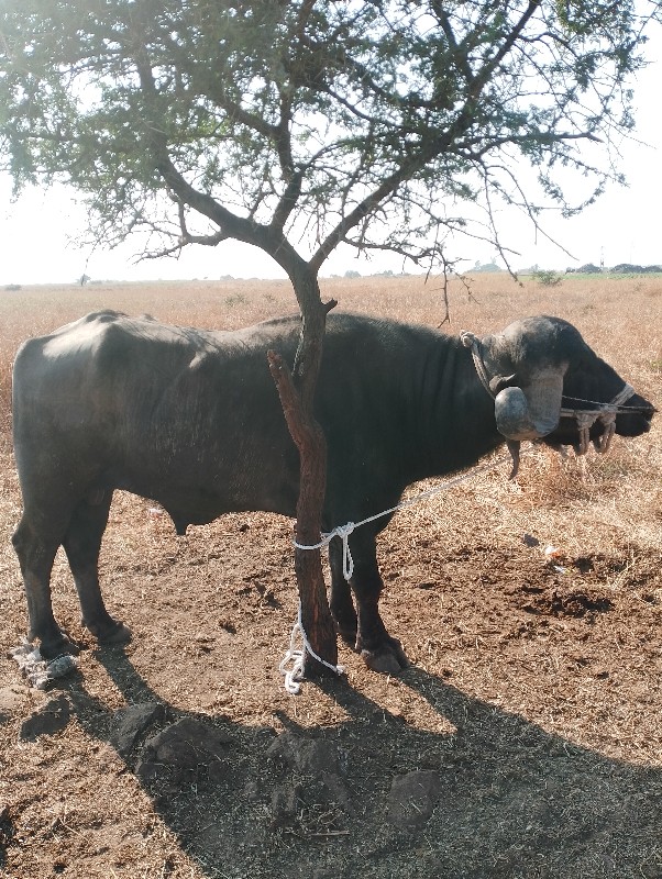 , પાડો વેચવાનો...