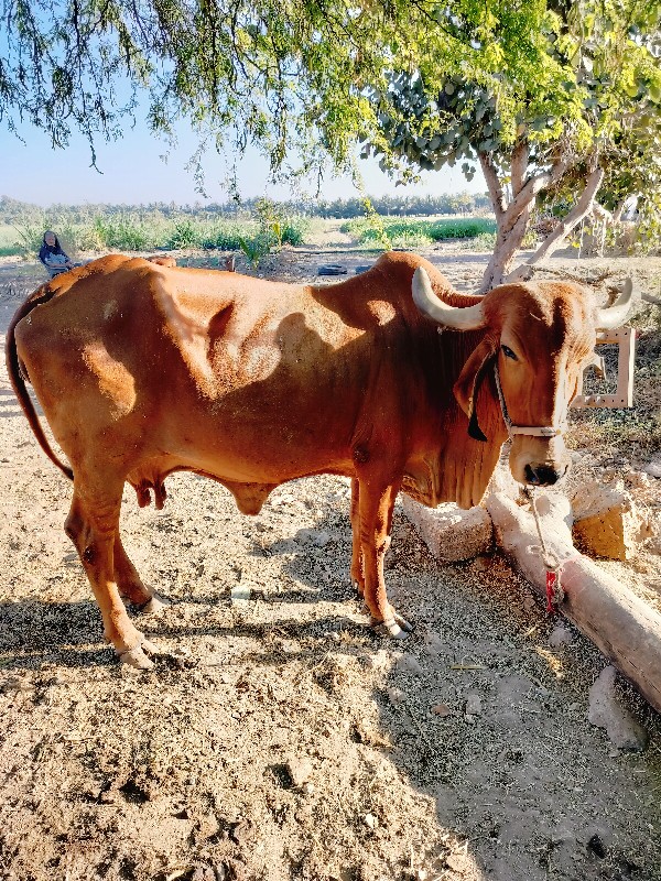 ગાય વેચવાની છે